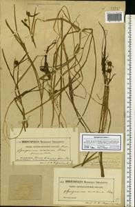 Sparganium natans L., Eastern Europe, Moscow region (E4a) (Russia)