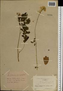 Cardamine macrophylla Willd., Siberia, Yakutia (S5) (Russia)