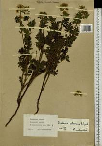 Sorbaria pallasii (G. Don) Pojark., Siberia, Baikal & Transbaikal region (S4) (Russia)