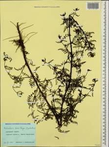 Pedicularis palustris subsp. karoi (Freyn) Tsoong, Siberia, Western Siberia (S1) (Russia)