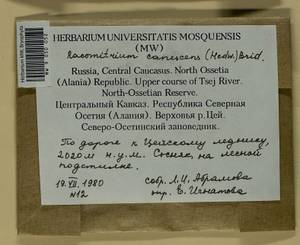 Niphotrichum canescens (Hedw.) Bedn.-Ochyra & Ochyra, Bryophytes, Bryophytes - North Caucasus & Ciscaucasia (B12) (Russia)