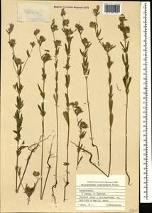 Helianthemum ledifolium subsp. lasiocarpum (Jacques & Herincq) Nyman, Caucasus, Azerbaijan (K6) (Azerbaijan)