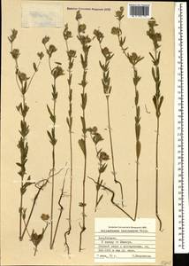Helianthemum ledifolium subsp. lasiocarpum (Jacques & Hérincq) Nyman, Caucasus, Azerbaijan (K6) (Azerbaijan)