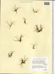 Eleocharis acicularis (L.) Roem. & Schult., Eastern Europe, Moscow region (E4a) (Russia)