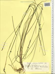 Thinopyrum intermedium (Host) Barkworth & D.R.Dewey, Eastern Europe, Central region (E4) (Russia)