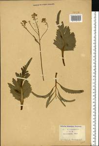 Armoracia rusticana P.Gaertn., B.Mey. & Scherb., Eastern Europe, Central forest-and-steppe region (E6) (Russia)