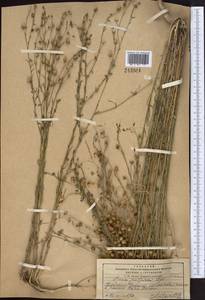 Linum violascens Bunge, Middle Asia, Pamir & Pamiro-Alai (M2) (Kyrgyzstan)