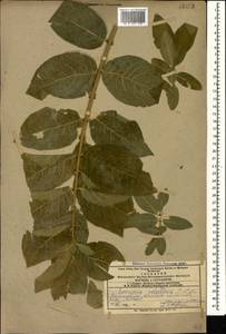 Euonymus velutinus (C. A. Mey.) Fisch. & C. A. Mey., Caucasus, Azerbaijan (K6) (Azerbaijan)