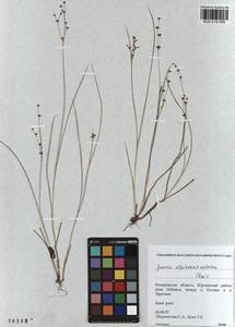 Juncus alpinoarticulatus Chaix, Siberia, Altai & Sayany Mountains (S2) (Russia)