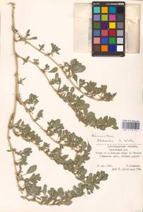 Amaranthus blitoides S. Watson, Eastern Europe, Lower Volga region (E9) (Russia)