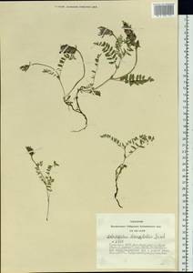 Astragalus agrestis Douglas ex Hook., Siberia, Altai & Sayany Mountains (S2) (Russia)