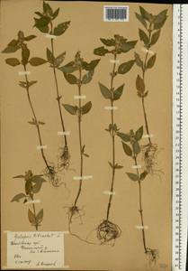Galeopsis tetrahit L., Eastern Europe, Central forest-and-steppe region (E6) (Russia)