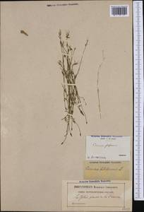 Cicendia filiformis (L.) Delarbre, Western Europe (EUR) (France)