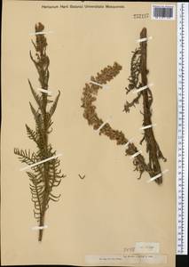 Pedicularis elata Willd., Middle Asia, Dzungarian Alatau & Tarbagatai (M5) (Kazakhstan)
