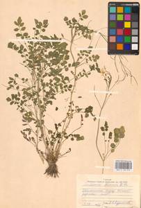 Cardamine pratensis subsp. dentata (Schult.) Čelak., Eastern Europe, Central forest region (E5) (Russia)