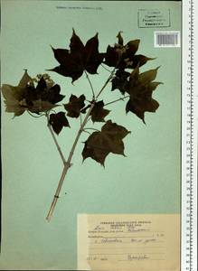 Acer pictum subsp. mono (Maxim.) H. Ohashi, Siberia, Russian Far East (S6) (Russia)