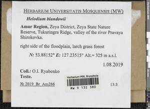 Helodium blandowii (F. Weber & D. Mohr) Warnst., Bryophytes, Bryophytes - Russian Far East (excl. Chukotka & Kamchatka) (B20) (Russia)