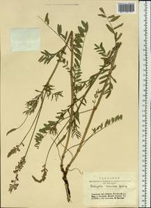 Onobrychis arenaria subsp. arenaria, Siberia, Altai & Sayany Mountains (S2) (Russia)