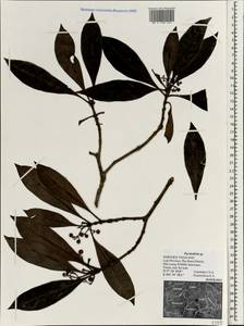 Psychotria, South Asia, South Asia (Asia outside ex-Soviet states and Mongolia) (ASIA) (Thailand)
