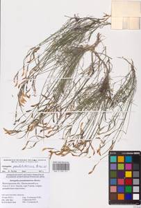 Astragalus pseudotataricus Boriss., Eastern Europe, Lower Volga region (E9) (Russia)