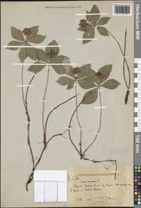 Cornus canadensis L., Siberia, Russian Far East (S6) (Russia)