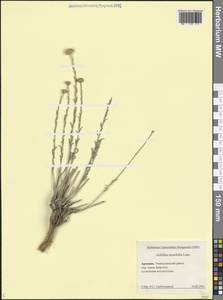 Achillea tenuifolia Lam., Caucasus, Armenia (K5) (Armenia)