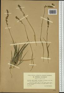 Tofieldia calyculata (L.) Wahlenb., Western Europe (EUR) (Slovakia)