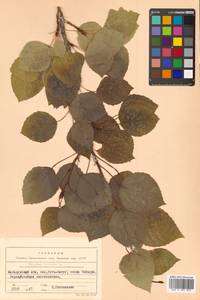 Populus tremula L., Siberia, Chukotka & Kamchatka (S7) (Russia)