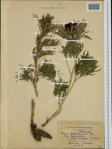 Paeonia tenuifolia var. biebersteiniana (Rupr.) N. Busch, Caucasus, North Ossetia, Ingushetia & Chechnya (K1c) (Russia)