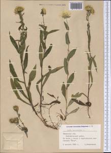 Pentanema britannicum (L.) D. Gut. Larr., Santos-Vicente, Anderb., E. Rico & M. M. Mart. Ort., Siberia, Western Siberia (S1) (Russia)