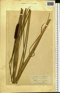 Typha angustifolia L., Eastern Europe, Moscow region (E4a) (Russia)