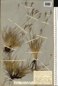 Festuca vivipara (L.) Sm., Eastern Europe, Northern region (E1) (Russia)