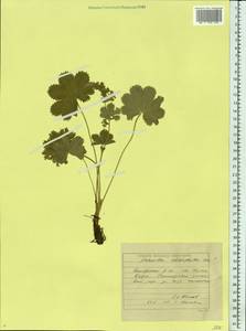 Alchemilla schistophylla Juz., Eastern Europe, Eastern region (E10) (Russia)