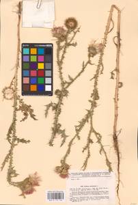 Carduus acanthoides L., Eastern Europe, South Ukrainian region (E12) (Ukraine)