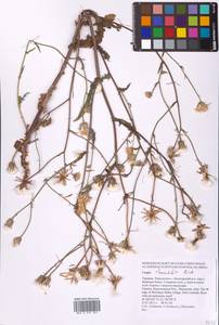 Crepis foetida subsp. rhoeadifolia (M. Bieb.) Celak., Eastern Europe, South Ukrainian region (E12) (Ukraine)
