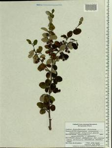 Cotoneaster alaunicus Golitsin, Eastern Europe, Central forest-and-steppe region (E6) (Russia)