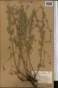 Ajania fruticulosa (Ledeb.) Poljakov, Middle Asia, Northern & Central Tian Shan (M4) (Kyrgyzstan)