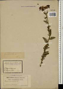 Jacobaea erucifolia subsp. grandidentata (Ledeb.) V. V. Fateryga & Fateryga, Caucasus, Georgia (K4) (Georgia)