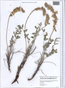 Hedysarum grandiflorum Pall., Middle Asia, Caspian Ustyurt & Northern Aralia (M8) (Kazakhstan)