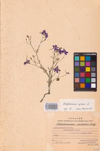 Delphinium ajacis L., Eastern Europe, West Ukrainian region (E13) (Ukraine)