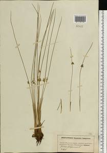 Juncus filiformis L., Eastern Europe, Moscow region (E4a) (Russia)