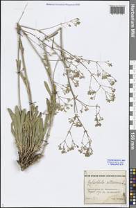 Gypsophila altissima L., Middle Asia, Muyunkumy, Balkhash & Betpak-Dala (M9) (Kazakhstan)