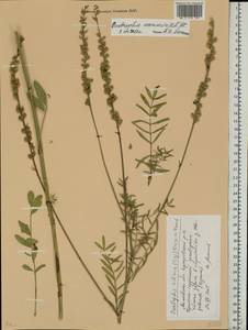 Onobrychis arenaria subsp. sibirica (Besser)P.W.Ball, Eastern Europe, Moscow region (E4a) (Russia)