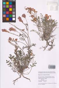 Hedysarum ucrainicum Kaschm., Eastern Europe, Central forest-and-steppe region (E6) (Russia)