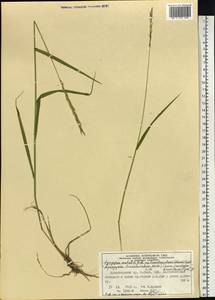 Elymus mutabilis (Drobow) Tzvelev, Siberia, Altai & Sayany Mountains (S2) (Russia)