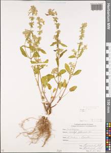 Stachys annua subsp. annua, Caucasus, South Ossetia (K4b) (South Ossetia)