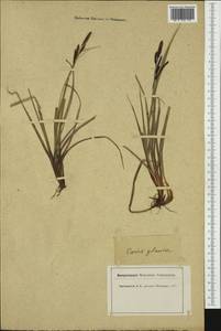 Carex flacca Schreb., Western Europe (EUR) (Switzerland)
