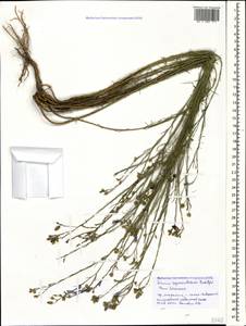 Linum austriacum subsp. squamulosum (Juz.), Caucasus, Black Sea Shore (from Novorossiysk to Adler) (K3) (Russia)