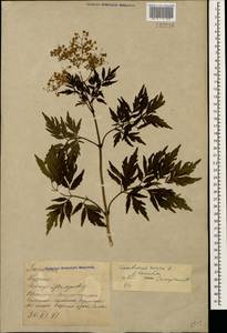 Sambucus nigra L., Caucasus, Stavropol Krai, Karachay-Cherkessia & Kabardino-Balkaria (K1b) (Russia)