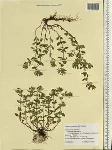 Clinopodium acinos (L.) Kuntze, Eastern Europe, Western region (E3) (Russia)